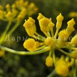 Дары марокко