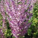 Дары марокко