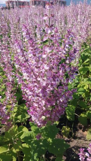 Дары марокко