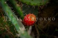 Дары марокко