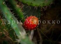 Дары марокко